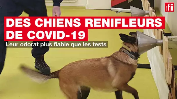 Des chiens renifleurs de Covid-19 : leur odorat plus fiable que les tests