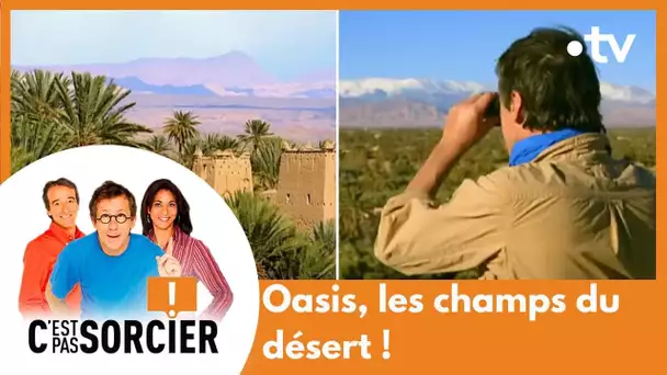 Oasis, les champs du désert - C'est pas sorcier [Intégrale]