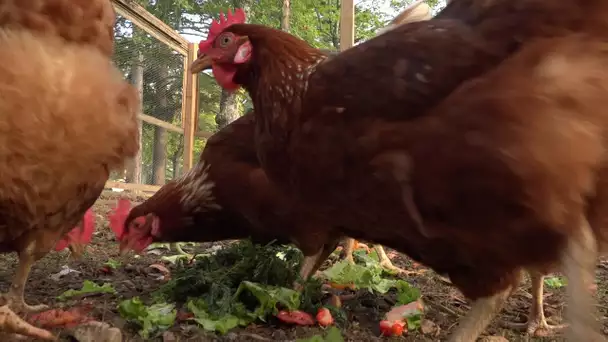 AVEYRON | ça caquette dans le poulailler collectif de Millau