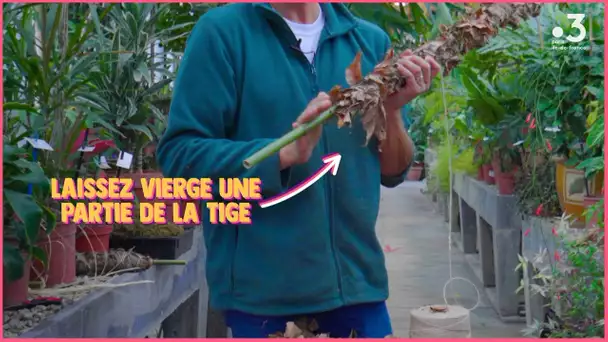 Les #TutosJardin de Jean-Pierre : Comment palisser un Monstera (2/4)