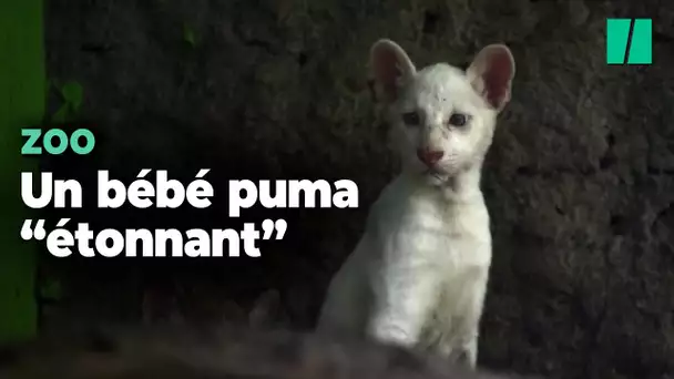 Les visiteurs de ce zoo découvrent ce bébé puma après une naissance "sans précédent"