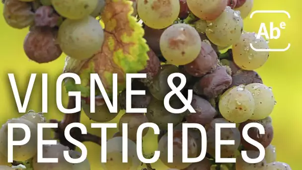 Culture de la vigne : comment limiter les pesticides ? ABE-RTS
