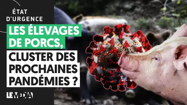 LES ÉLEVAGES DE PORCS, CLUSTER DES PROCHAINES PANDÉMIES ?