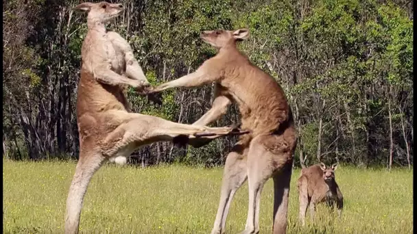 La violence extrême du kangourou - ZAPPING SAUVAGE