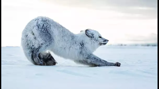 Ce petit renard polaire doit survivre tout seul - ZAPPING SAUVAGE