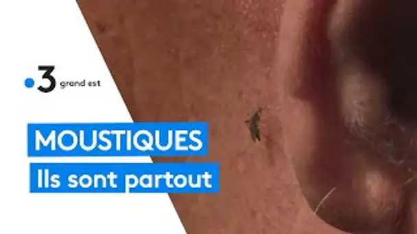 Animaux : dix fois plus de moustiques que l'année précédente