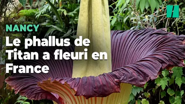 Pour la 5e fois depuis 1878, le phallus de Titan a fleuri en France