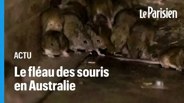 Australie : les agriculteurs face à «la pire invasion de souris jamais enregistrée»