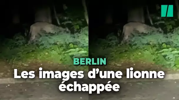 Une lionne dans Berlin ? La police donne l'alerte