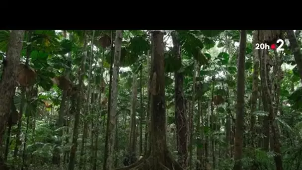 Australie : Au cœur d’une forêt ancestrale