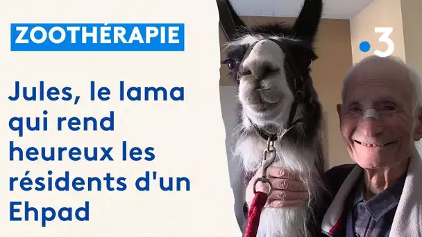 Zoothérapie : Jules, le lama qui rend heureux les résidents d'un Ehpad