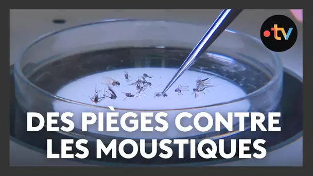 Des pièges contre les moustiques posés le long du Rhin