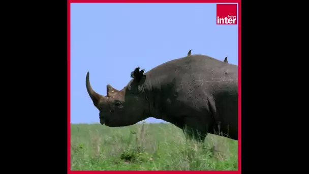 Un orphelinat pour bébés rhinocéros - La chronique environnement