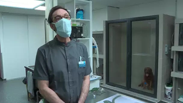 Coronavirus-Rouen : des vétérinaires mobilisés pour aider les hôpitaux