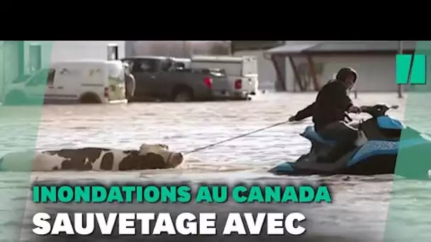 Inondations  au Canada:  des vaches sauvées de la noyade grâce à des jet skis