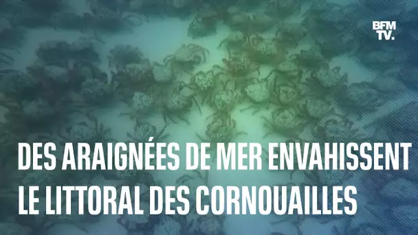 Angleterre: Un rassemblement extraordinaire d'araignées de mer sur le littoral de Cornouailles