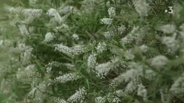 Mon jardin en Normandie - épisode 10 : La ferme des roches, racontée par Caroline StClair