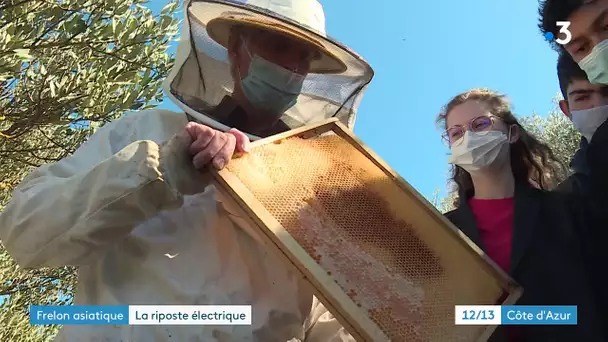 Var : des lycéens inventent un piège à frelons asiatiques