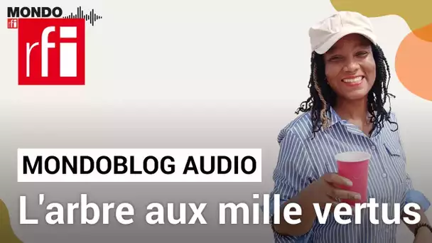 Le néré, arbre aux mille vertus • Mondoblog Audio • RFI