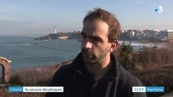 Nouvelle-Aquitaine : nombreux phoques échoués sur nos côtes, que faut-il faire ?