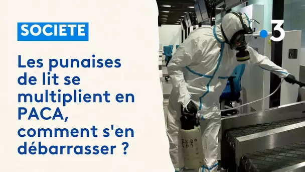 Les punaises de lit se multiplient en PACA. Comment s'en débarrasser ?