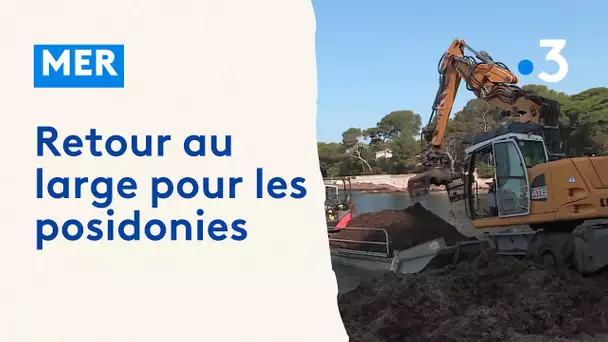 A Saint-Raphaël, opération nettoyage des posidonies sur les plages