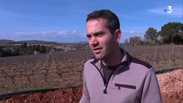 Vigne : dans l&#039;Hérault, il choisit d&#039;installer un système d&#039;irrigation sur son domaine
