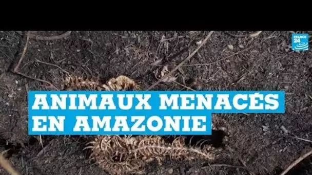 Incendies en Amazonie : les animaux fortement menacés