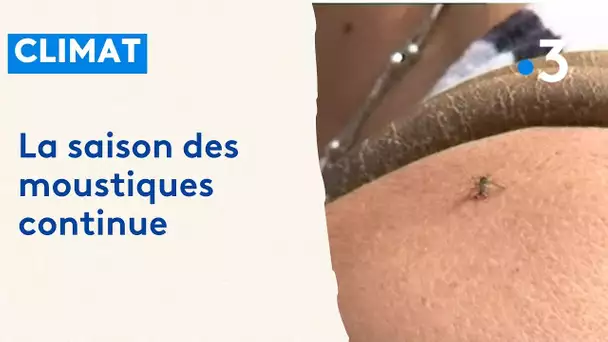 Climat : les moustiques toujours présents en ce mois d'octobre