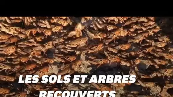 La Sardaigne envahie par des millions de sauterelles
