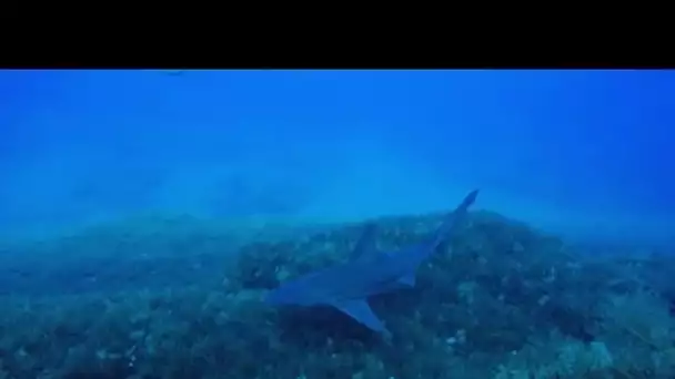 MEDITERRANEO – En Italie, l'île de Lampione est un sanctuaire pour le requin gris.