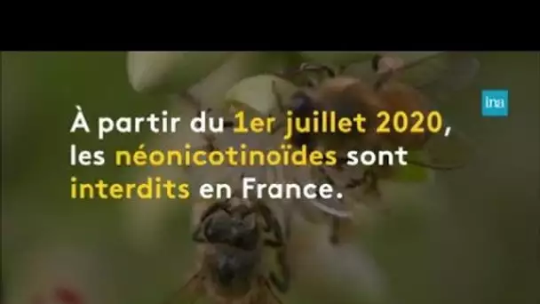 Néonicotinoïdes : le long combat des apiculteurs | Franceinfo INA