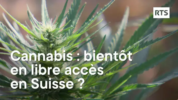 Le cannabis : bientôt légal en Suisse ?