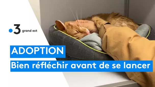 Adoption d'animaux de compagnie : bien réfléchir avant de se lancer