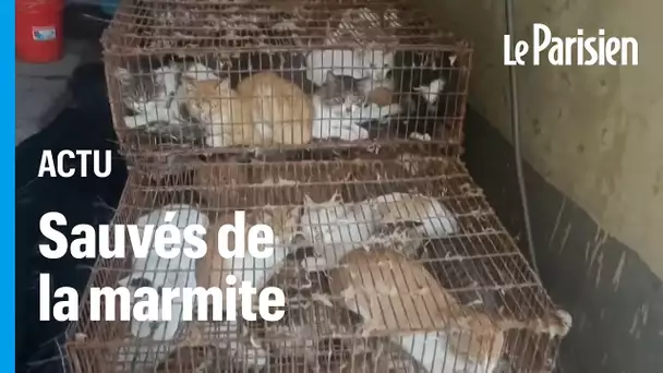 Plus de 150 chats sauvés de la casserole en Chine