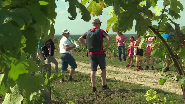 Une randonnée pour transmettre l'amour de la vigne à Marigny-Brizay