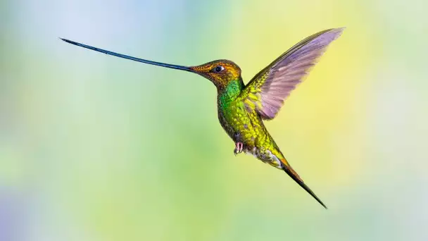 Le colibri porte-épée a du panache - ZAPPING SAUVAGE
