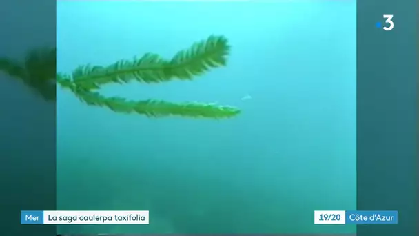 Caulerpa taxifolia : une algue invasive en voie de disparition ?