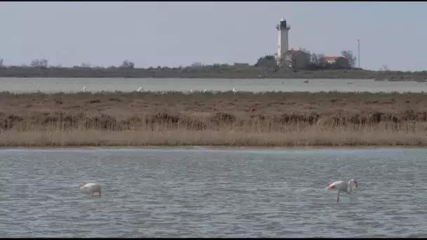 Protection du littoral : quand la nature reprend ses droits