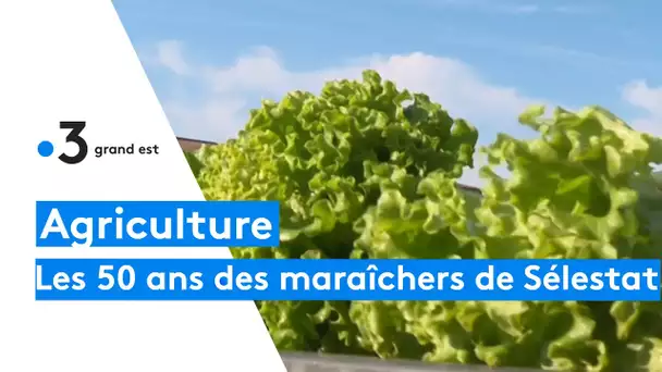 Les 50 ans de la coopérative des maraîchers de Sélestat