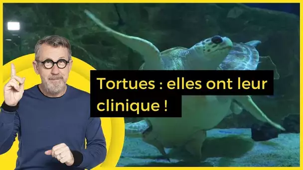 Tortues : elles ont leur clinique ! - C Jamy