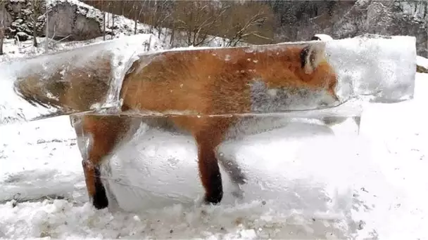 ANIMAUX RETROUVÉS GELÉS DANS LA GLACE … CERTAINS ÉTAIENT VIVANTS !