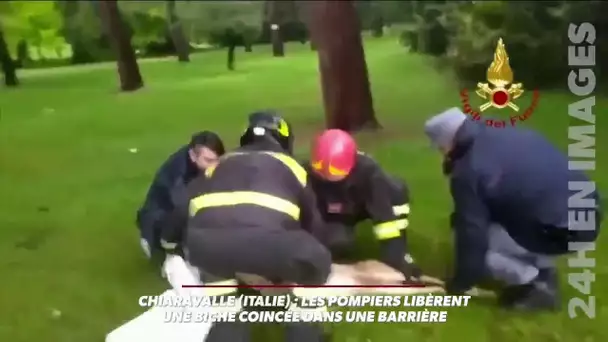 Italie: les pompiers libèrent une biche coincée