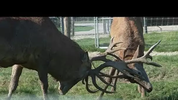 Des animaux du Loiret ont participé au tournage du film 'L&#039;école buissonnière'