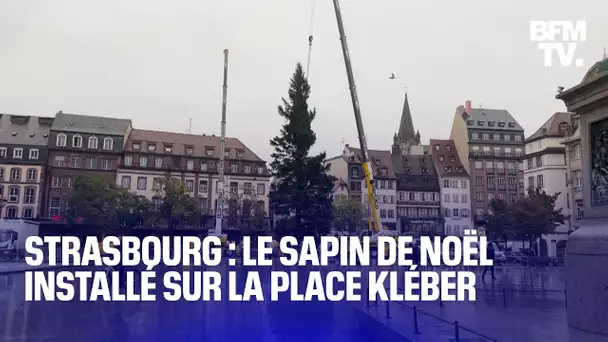 Le sapin de Noël de Strasbourg est arrivé sur la place Kléber