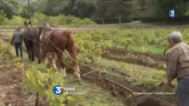 Estivales de Vaqui : l&#039;agriculture