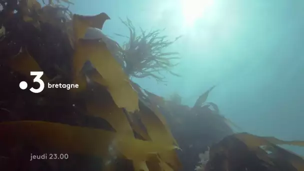 [bande annonce] Kelp une forêt sous la mer