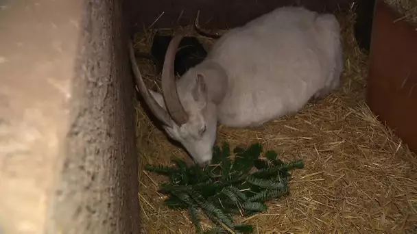 Haute-Saône : un appel aux dons pour nourrir les chèvres avec des sapins de Noël