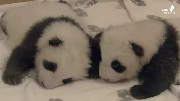 Deux bébés pandas jumeaux du zoo de Berlin se rencontrent pour la première fois