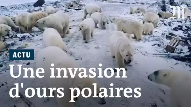 Des ours polaires « envahissent » des villes pour se nourrir